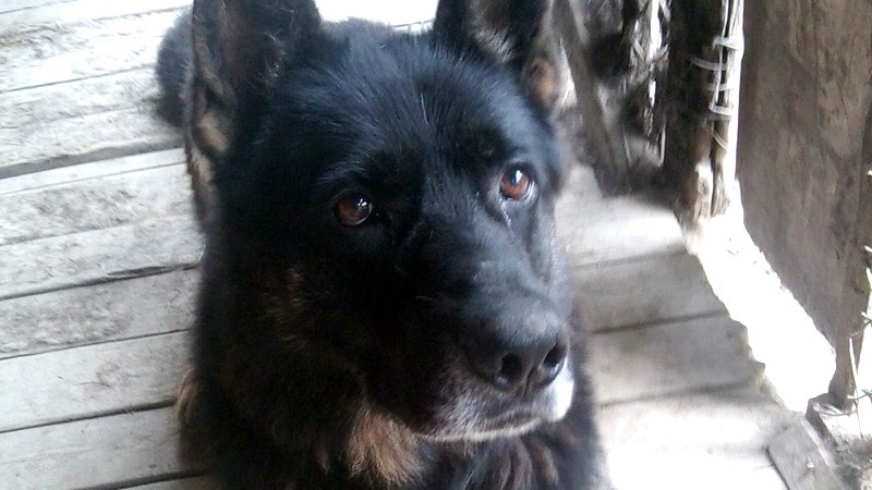 Alan, nemecký ovčiak, stratený, Zázrivá, pomoc